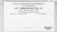 Typhula muscicola image